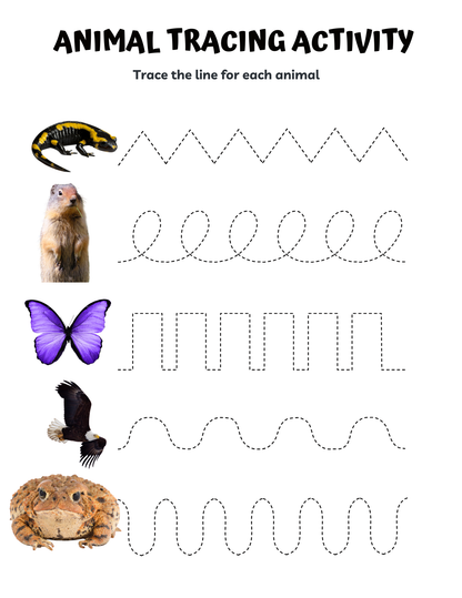 Zoo Animals Memory Care Bundle